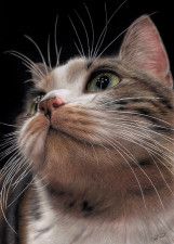 生きているかのような美しさ…色鉛筆で描かれた猫が「やばいです！！！」　絵にこっそり仕込まれた“遊び心”も楽しい