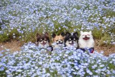 お花畑でパチリ　4匹の犬さんの表情に個性あふれる「幸せ写真」に「ほわほわするんやぁ」