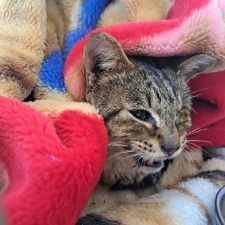 目も見えず、腎臓もボロボロ…多頭飼育崩壊から救出された子猫　延命か苦痛からの解放か苦渋の決断「次は幸せな家に」