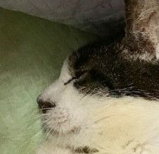 「看取りを覚悟で」ガリガリ、ボロボロで保護された生粋の野良猫　最期に温かな「おうち」に出会った