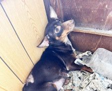 「カギあいてます。どなたか犬をもらって」と民家に張り紙　劣悪な環境に残されたミニピンを救え