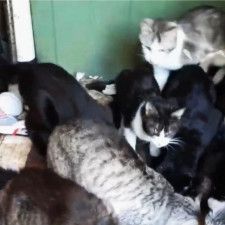飼い主が亡くなり、30匹以上の猫が部屋に置き去り…ボランティア「猫の亡骸…悲惨すぎて、言葉に出ない」