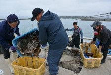 津波で消えたナマコ　石川・七尾の漁師が窮地に見つけた「唯一の希望」