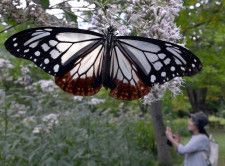 「旅するチョウ」、山形市野草園で優雅に舞う　10月上旬まで