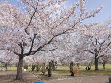 芝生広場ゾーンに咲くソメイヨシノ（4月18日撮影）