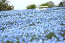 広島の花観光農園でネモフィラやチューリップ、芝桜が見頃