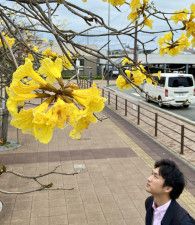 加古川駅北側のブラジル国花「イペ」が見頃　マリンガ市との友好のシンボル