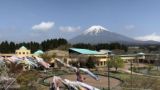 富士山こどもの国でこいのぼり掲揚　223匹が泳ぐ