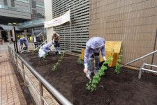 恵比寿駅に出現した「ホップ農園」でホップに肥料をやる参加者