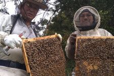 安士養蜂園のミツバチ、地域住人に支えられいすみで越冬　秋田に帰る