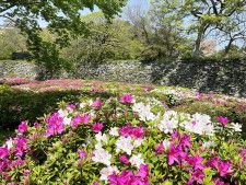 和歌山城公園で開花したツツジ