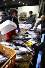 水揚げされた初カツオを箱詰めしていく関係者たち＝４日午前、宮崎市・宮崎魚市場