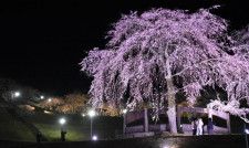ライトアップされたしだれ桜＝２９日午後、五ケ瀬町・Ｇパーク