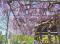 鮮やか紫 フジの花見頃　串間いちご畑ゆめ牧場
