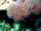日南でサンゴ新種発見、「センマイチヂミウミアザミ」命名　宮崎大など