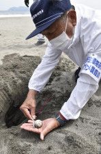 アカウミガメ産卵　延岡・長浜海岸で今季初確認