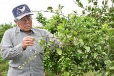 カメムシの飛来がないかミカンの木を確認する甲斐佐一郎さん＝延岡市北方町