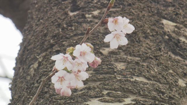 能登半島地震の被災地に“早咲きのサクラ”…いつもと変わらぬ春の訪れ