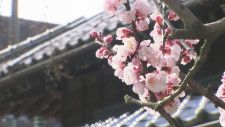 金沢の3文豪・室生犀星ゆかりの地「雨宝院」のアンズの花が咲き始める