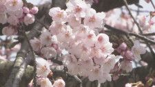 見附島×サクラ 絶好の撮影スポット! 珠洲の「谷崎の桜」が開花進む