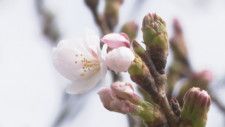 【速報】金沢でサクラの開花発表 平年より2日早く去年より9日遅い