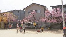 子どもが花びら拾う様子も 早咲きの桜が満開　石川県・金沢市