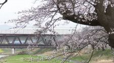 今年は北陸新幹線とのコラボの景色も 「ふくい桜まつり」14日まで開催