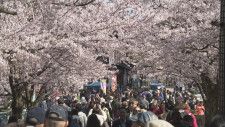 金沢・兼六園の“無料開園” 桜の満開続き「14日まで延長」当初は11日で終了予定