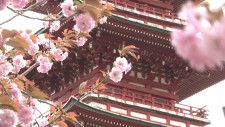 鮮やかに咲き誇る6000本の花　倶利迦羅不動寺の“八重桜”満開に