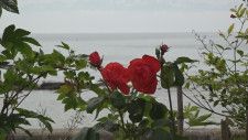 海辺に咲いた真っ赤なバラ 訪れた被災者も笑顔に 400株の民家のバラ園 石川・穴水町