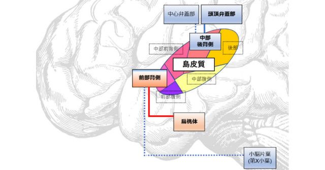 神経性やせ症だと食べ物の味が変わる？ - 千葉大などが脳機能異常を確認