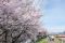 ピンクの桜並木、堤防歩き満喫　茅野市安国寺