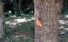 昆虫を捕るため？ 樹皮削られる被害、法違反の恐れ　佐世保「針尾無線塔」敷地