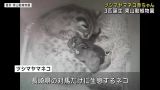 絶滅危惧種「ツシマヤマネコ」の赤ちゃん3匹生まれる　名古屋の東山動植物園