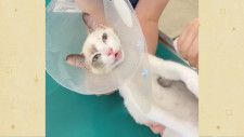 初めての病院に暴れる子猫の首根っこをつかんだら・・・すごいトロンとした表情になっちゃった【猫の日投稿動画】