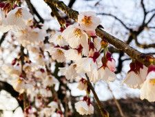 心静かに癒されるお花見穴場スポット！お寺の境内で楽しむ枝垂れ桜と春の木々。｜出雲市
