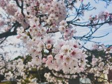 松江の人気お花見スポット！約2kmにわたって桜並木が続く玉造温泉・玉湯川沿いの開花状況！｜松江市