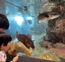 入場無料の家族連れに人気のスポット！鳥取空港近くにある「カニが主役」の小さな水族館！｜鳥取市