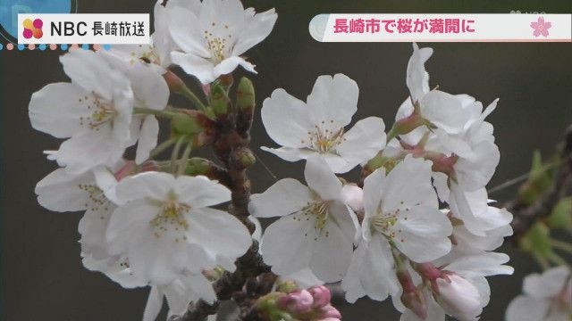 「長崎で桜が満開に」長崎地方気象台が発表　平年と同じで去年より３日遅い