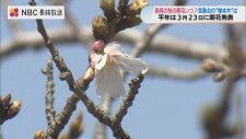 “標本木”開いているのはわずか一輪 長崎市の桜の開花はいつ？