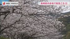 【ソメイヨシノが見ごろ】400メートル公園の遊歩道　福山雅治さの歌にも登場する古川の桜並木　長崎