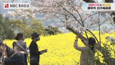 桜と菜の花の共演　今年は例年と異なり桜より先に菜の花が開花　白木峰高原　長崎