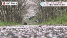 桜のトンネルと花吹雪　MR吉井駅の桜　長崎