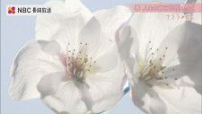 「春人生の節目に花ひらく」カメラマンが切り撮る〜長崎の桜