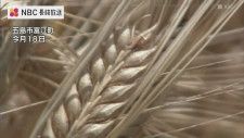 麦の収穫始まる長崎県五島市