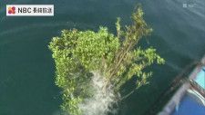 ミズイカの産卵場所の海藻が減少　イカシバを海底に設置　長崎県五島