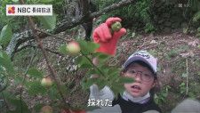 「梅干しやジュースに」長崎県五島市で児童が 梅の実とり
