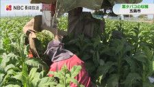 「最高の出来」五島で葉タバコの収穫はじまる【長崎】