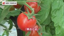 糖度高い希少種「華おとめ」小学生がトマトの収穫体験 長崎県五島市