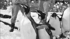 子犬のようにはしゃぐアデリーペンギン　1963年の長崎市は15センチの積雪〜写真でタイムマシーン